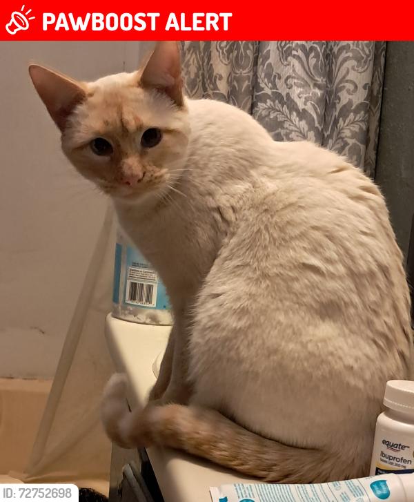 Lost Male Cat last seen 9 miles up Deerfield road, West Pennington, SD 57745