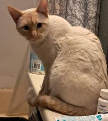 Lost Male Cat last seen 9 miles up Deerfield road, West Pennington, SD 57745