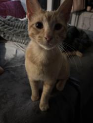 Found/Stray Male Cat last seen Train Tracks off Highway 6 past the dollar general coming from Galveston , Hitchcock, TX 77563