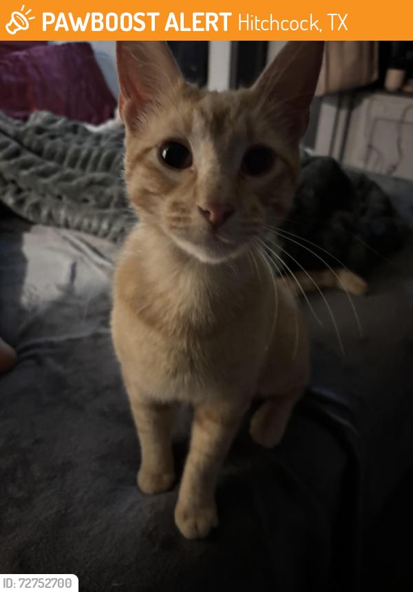 Found/Stray Male Cat last seen Train Tracks off Highway 6 past the dollar general coming from Galveston , Hitchcock, TX 77563