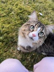 Lost Male Cat last seen mount vernon college way , Mount Vernon, WA 98273