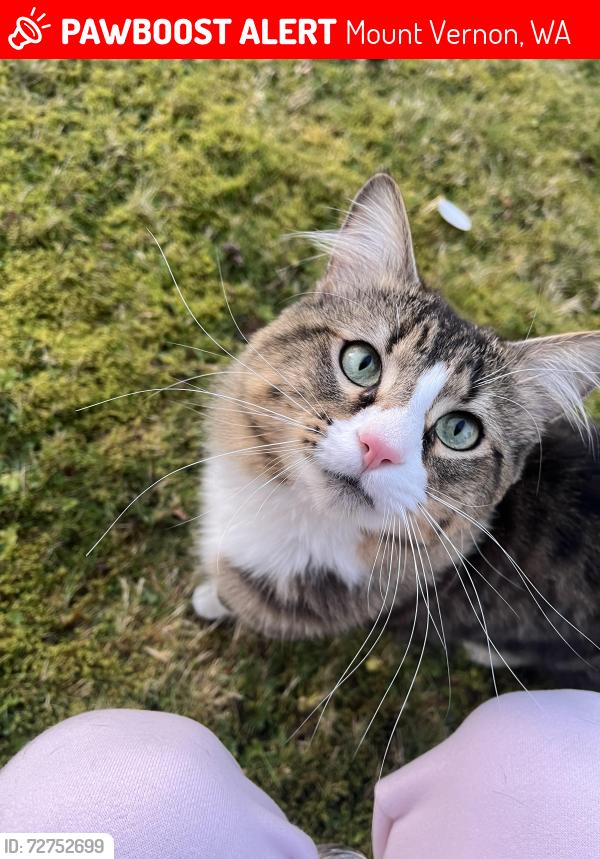 Lost Male Cat last seen mount vernon college way , Mount Vernon, WA 98273
