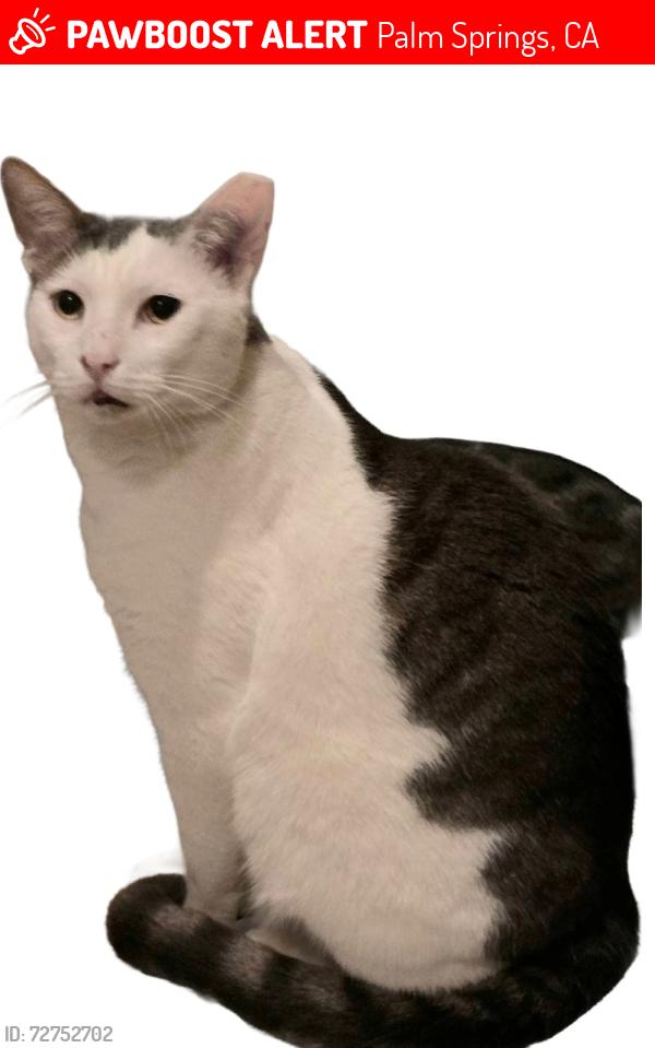 Lost Male Cat last seen Mesquite Rd, Palm Springs, CA 92264