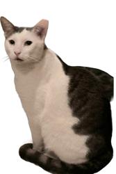 Lost Male Cat last seen Mesquite Rd, Palm Springs, CA 92264