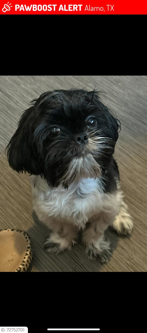 Lost Male Dog last seen Burger King , Alamo, TX 78516