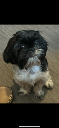 Lost Male Dog last seen Burger King , Alamo, TX 78516
