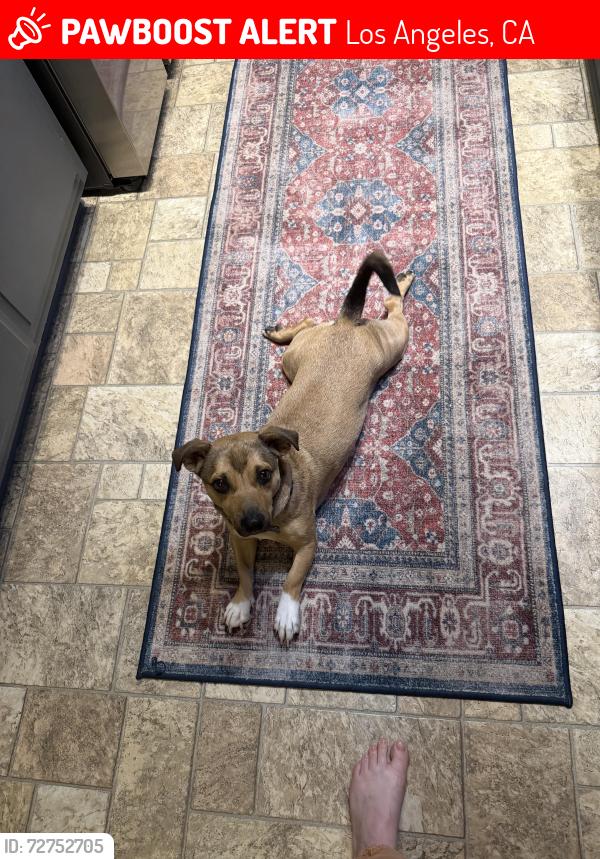 Lost Male Dog last seen Escalon and Empanada, Los Angeles, CA 91436