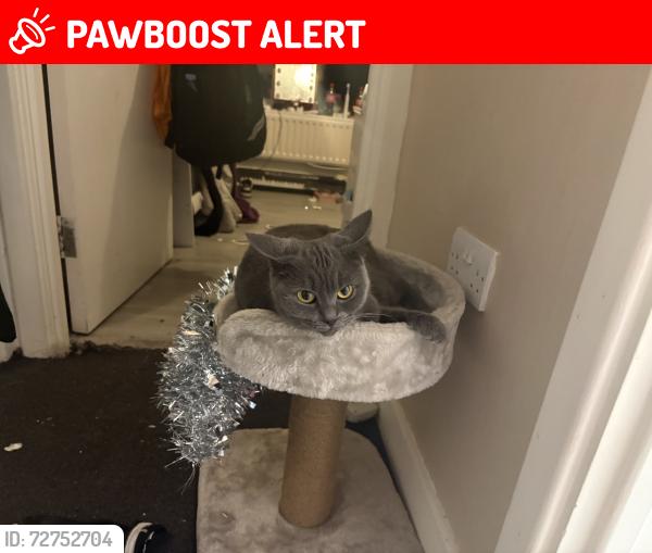 Lost Female Cat last seen St James road carshalton , Greater London, England SM5