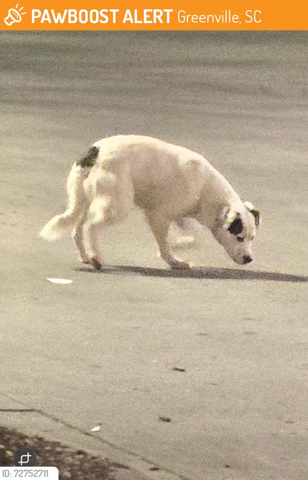 Found/Stray Unknown Dog last seen QuikTrip, Greenville, SC 29607