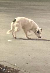 Found/Stray Unknown Dog last seen QuikTrip, Greenville, SC 29607