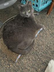 Lost Female Cat last seen Near lumber, Egg Harbor Township, NJ 08234