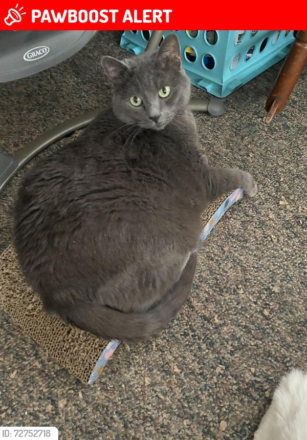 Lost Female Cat last seen Near lumber, Egg Harbor Township, NJ 08234