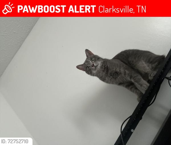 Lost Male Cat last seen Mt. Olive Missionary Baptist Church, Clarksville, TN 37042