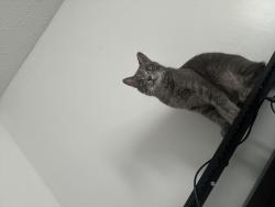 Lost Male Cat last seen Mt. Olive Missionary Baptist Church, Clarksville, TN 37042