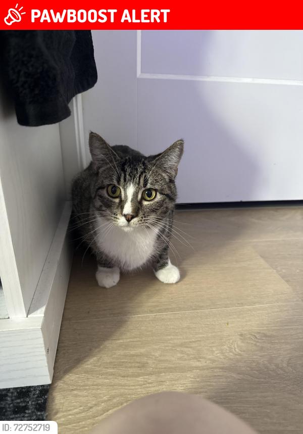 Lost Male Cat last seen Sanderson street , Cowichan Valley, BC V9G