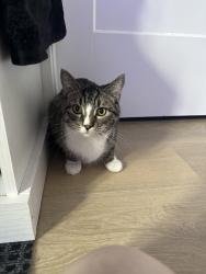 Lost Male Cat last seen Sanderson street , Cowichan Valley, BC V9G