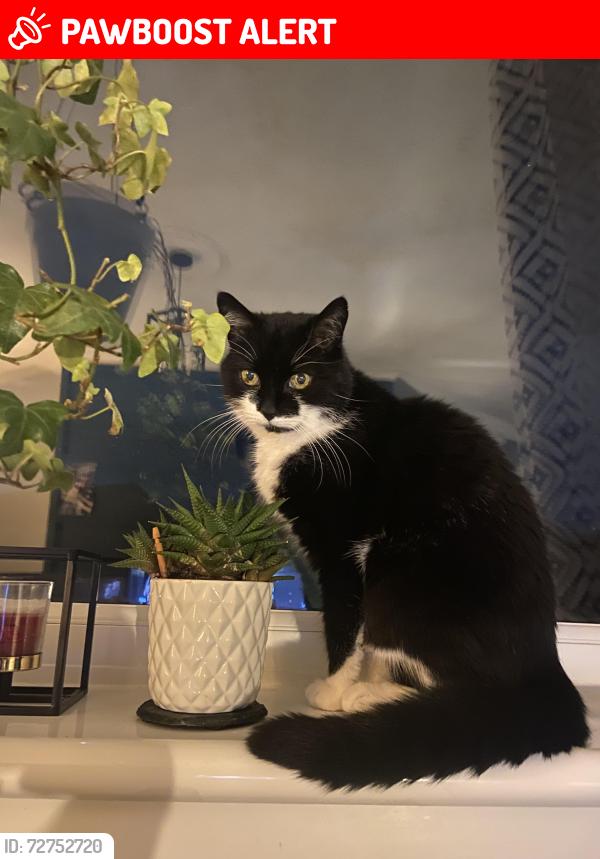 Lost Female Cat last seen North Motherwell , North Lanarkshire, Scotland ML1 3JZ