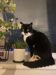 Lost Female Cat last seen North Motherwell , North Lanarkshire, Scotland ML1 3JZ