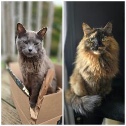 Lost Male Cat last seen Dow road, High meadow, Ruth drive, spaulding rd, Plainfield, CT 06374