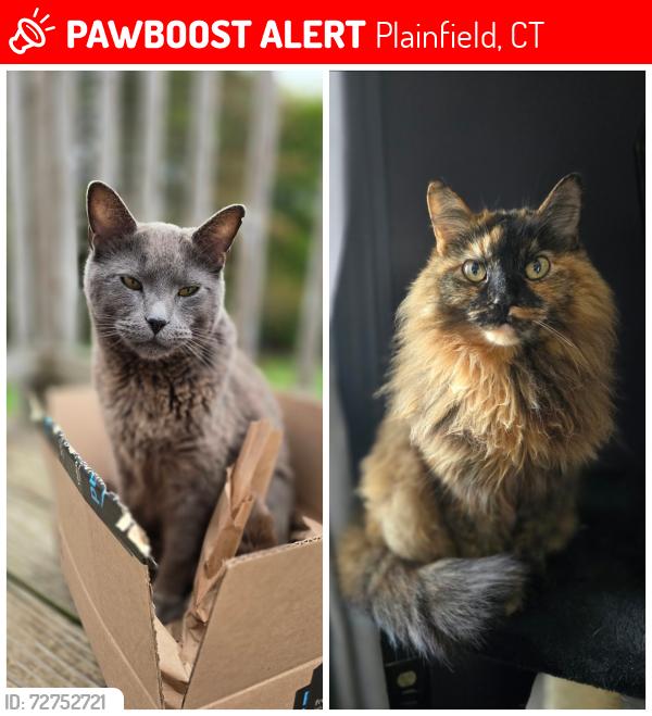 Lost Male Cat last seen Dow road, High meadow, Ruth drive, spaulding rd, Plainfield, CT 06374