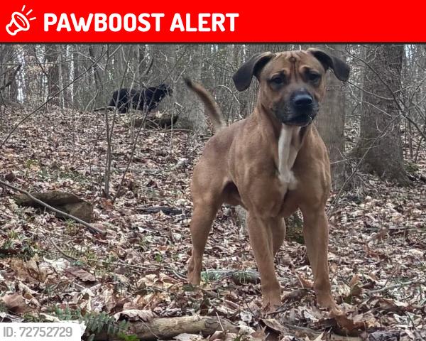Lost Male Dog last seen Concord general baptist Church, Highland Township, IN 47424