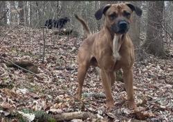 Lost Male Dog last seen Concord general baptist Church, Highland Township, IN 47424