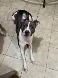 Lost Female Dog last seen 53rd Albany, Chicago, IL 60632