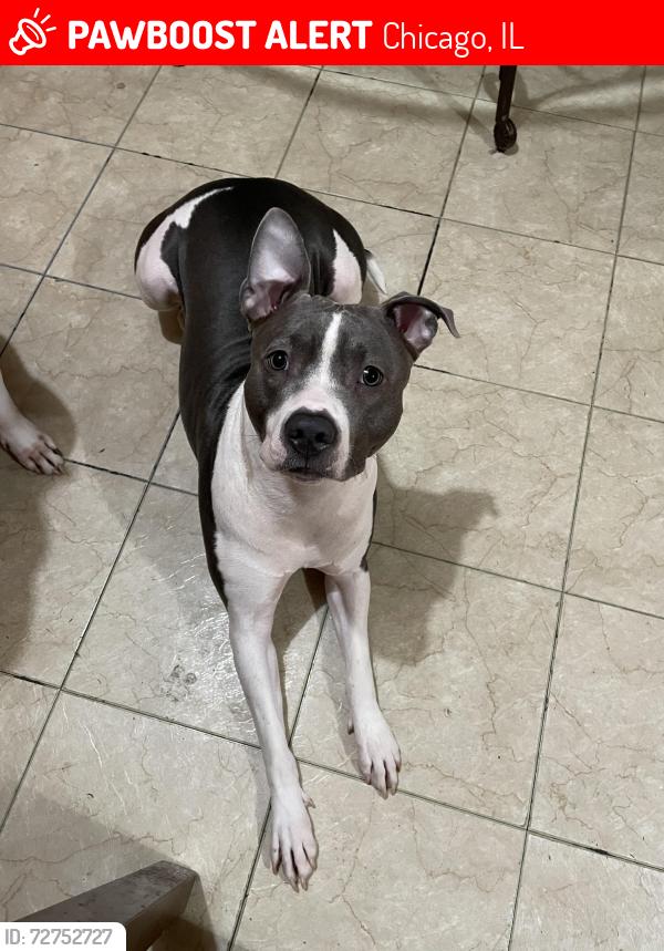 Lost Female Dog last seen 53rd Albany, Chicago, IL 60632