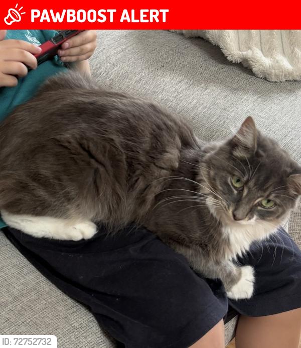 Lost Male Cat last seen Casuarina drive, Frankston flinders road, Frankston South, VIC 3199