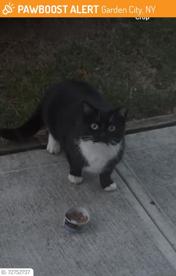 Found/Stray Unknown Cat last seen seabury rd, Garden City, NY 11530