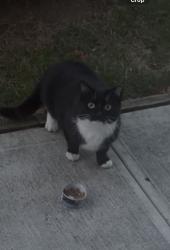 Found/Stray Unknown Cat last seen seabury rd, Garden City, NY 11530