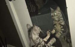Lost Female Cat last seen Kempwood, Houston, TX 77092