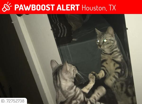 Lost Female Cat last seen Kempwood, Houston, TX 77092
