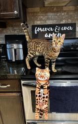 Lost Male Cat last seen Loves truck stop, Richmond, KY 40475
