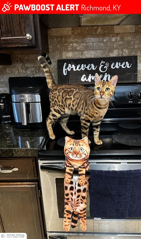 Lost Male Cat last seen Loves truck stop, Richmond, KY 40475
