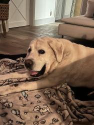 Found/Stray Male Dog last seen Roswell Road /Habersham, Atlanta, GA 30305
