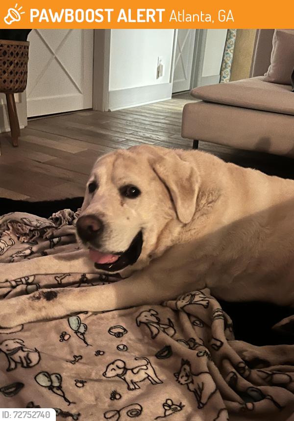 Found/Stray Male Dog last seen Roswell Road /Habersham, Atlanta, GA 30305