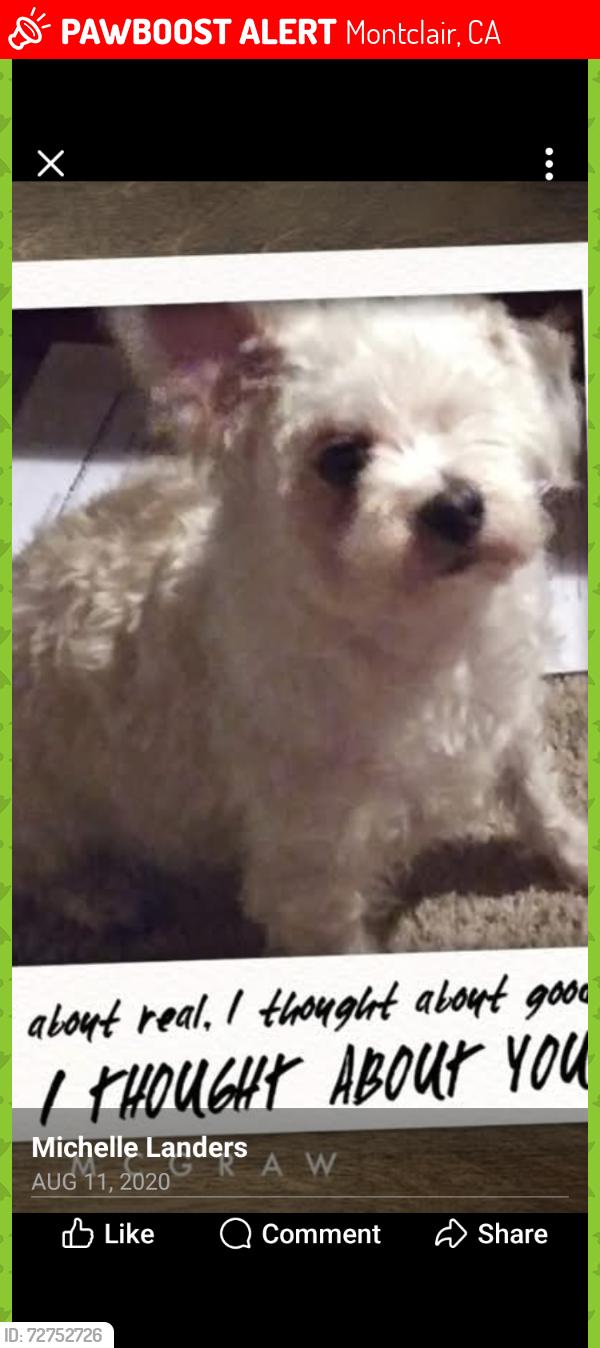 Lost Male Dog last seen Central Ave/Phillips Montclair ca, Montclair, CA 91763