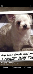 Lost Male Dog last seen Central Ave/Phillips Montclair ca, Montclair, CA 91763