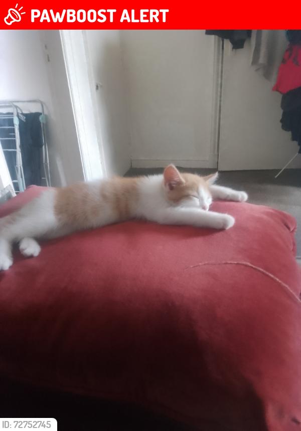 Lost Female Cat last seen Balls road, Birkenhead, England CH43 5RD