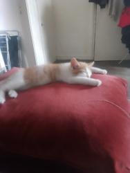 Lost Female Cat last seen Balls road, Birkenhead, England CH43 5RD