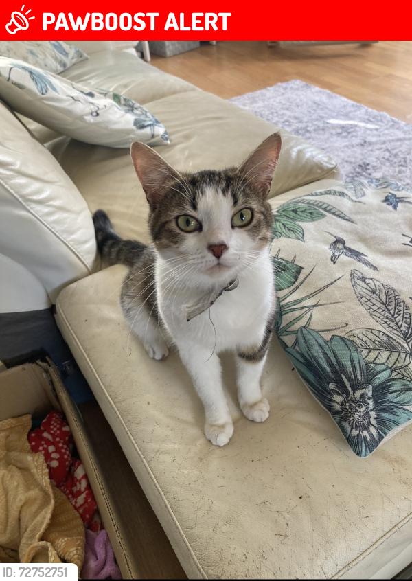 Lost Female Cat last seen Hemlington lake , Hemlington, England TS8 9QB