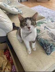 Lost Female Cat last seen Hemlington lake , Hemlington, England TS8 9QB