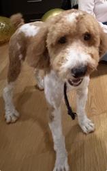 Lost Male Dog last seen Garfield School, Kearny, NJ 07032