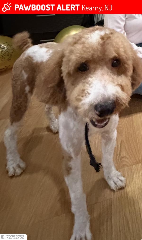 Lost Male Dog last seen Garfield School, Kearny, NJ 07032