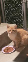 Found/Stray Unknown Cat last seen Between East Capitol Street and Central Ave , Washington, DC 20019