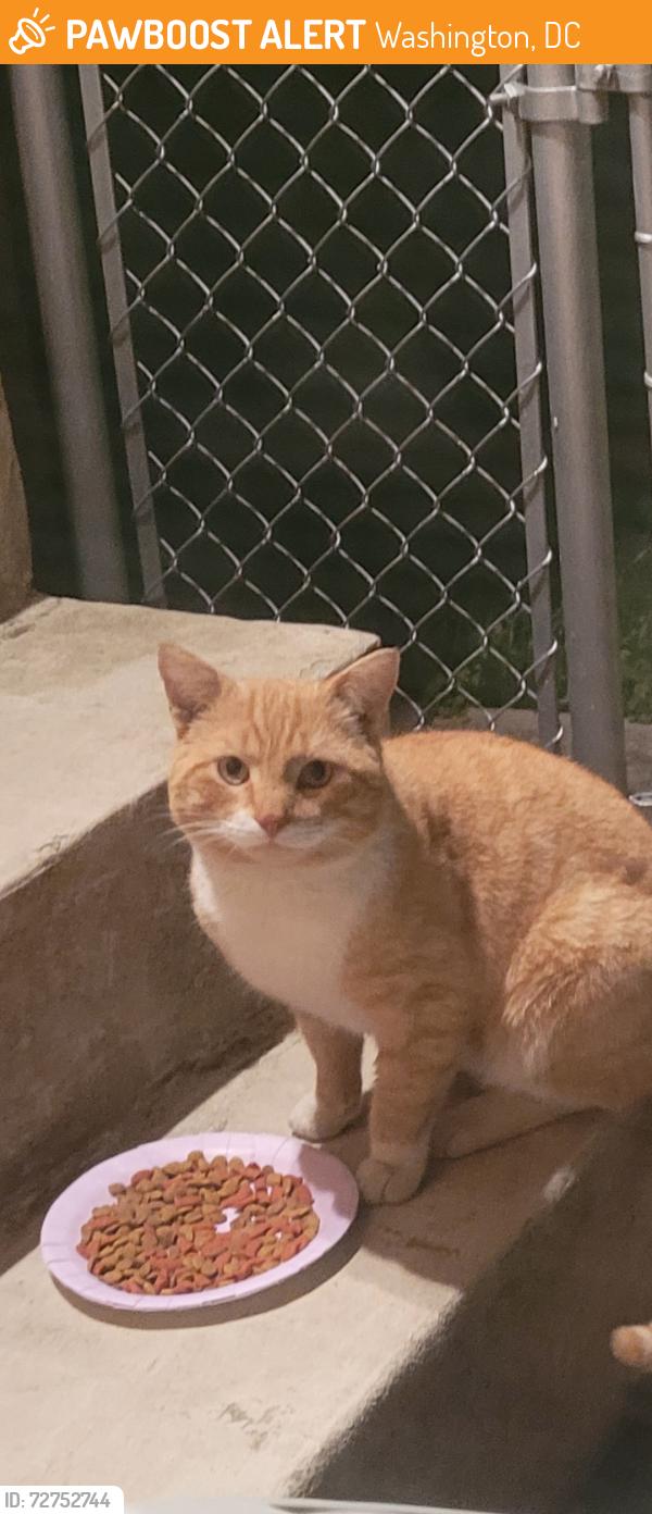 Found/Stray Unknown Cat last seen Between East Capitol Street and Central Ave , Washington, DC 20019