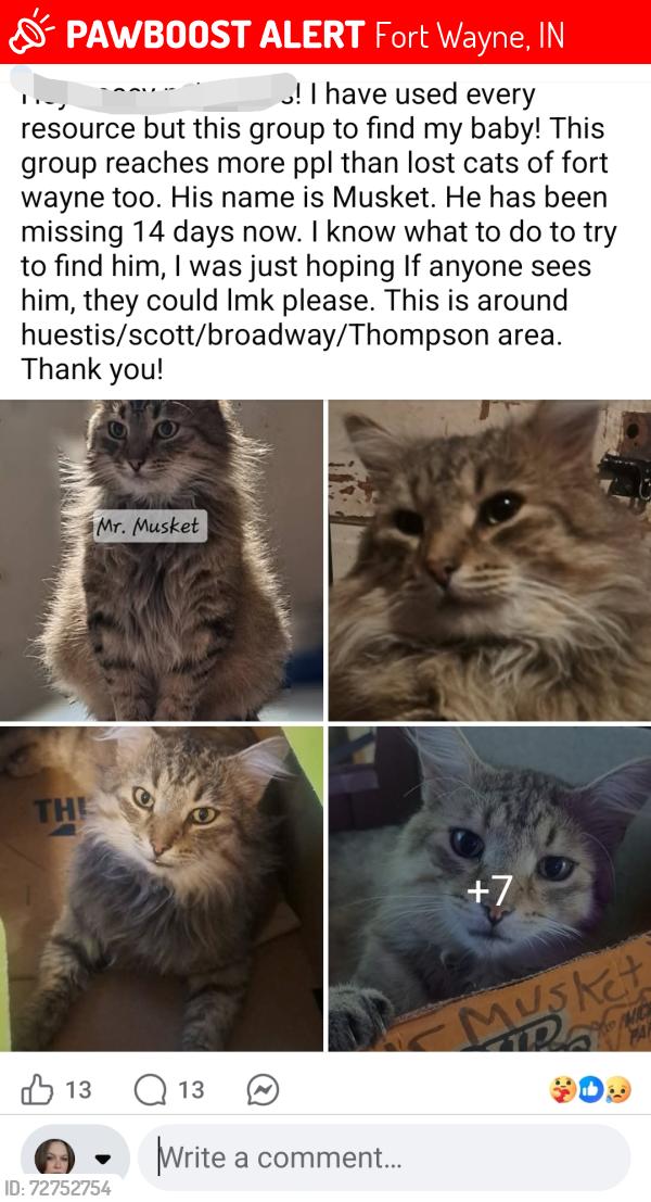 Lost Male Cat last seen Broadway, Thompson, Fort Wayne, IN 46807