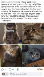 Lost Male Cat last seen Broadway, Thompson, Fort Wayne, IN 46807