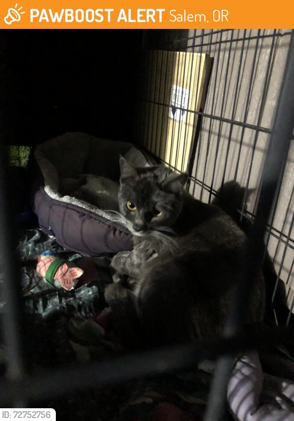 Found/Stray Female Cat last seen 63rd ave , Salem, OR 97305